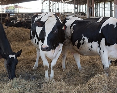 Calcium Management in Transition Cows