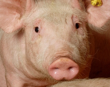 Vitamin D deficiency in Swine