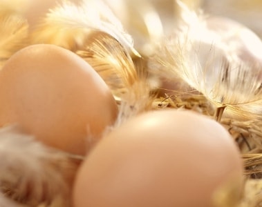 The role of micro-nutrition in sustainable egg production | DSM Animal Nutrition & Health