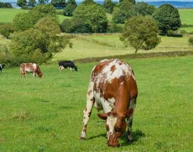 Vitamin E - A powerful health promoter for dairy cows