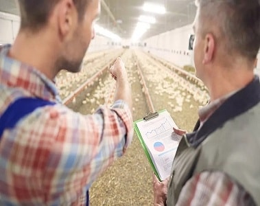 Why Mycotoxins Matter in Broiler Production