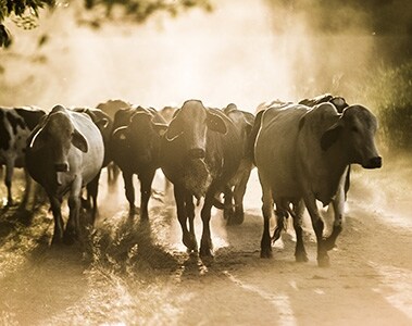 DSM to acquire Tortuga to strengthen animal nutrition business