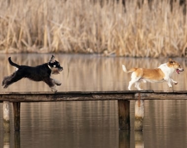 Sustaining the active canine