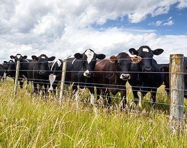 Fonterra joins forces with DSM to lower carbon footprint