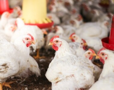 DSM acquires next-generation eubiotics platform start-up