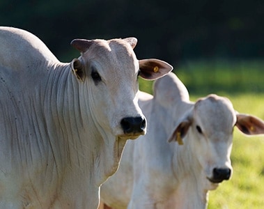 DSM receives first full market authorizations for methane-reducing feed additive Bovaer®