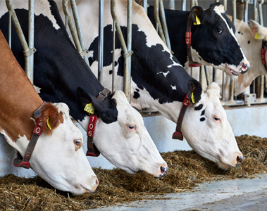 DSM receives positive EFSA opinion for methane-reducing feed additive Bovaer®