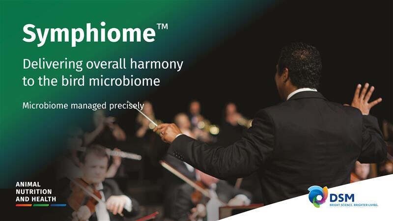 DSM introduces microbiome metabolism modulator Symphiome™ to improve poultry health and sustainability