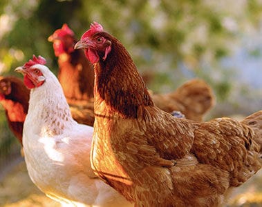 dsm-firmenich and Agrifirm partner to create a new platform for transparent, sustainable and responsible poultry production