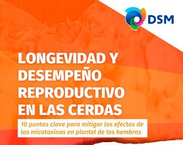 Longevidad y Desempeño Reproductivo en las Cerdas