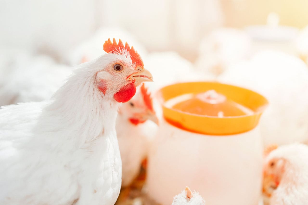 Mejorando la utilización de calcio y fósforo en el pollos de engorde moderno
