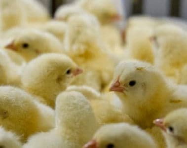 Optimización de las estrategias de manejo de la coccidiosis en avicultura: Por qué y cómo adaptar su programa de control