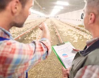 Trascendencia de las micotoxinas en la producción de pollos de engorde