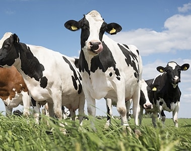 显著减少奶牛的甲烷排放