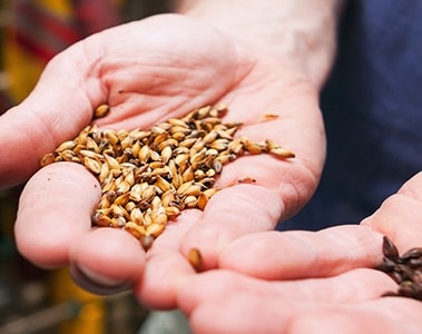 Reduced barley quality due to climate change asks for Adjunct Brewing solution | DSM Food & Beverage