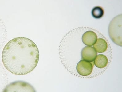 Algae in the spotlight for Global Omega-3 Day 2024