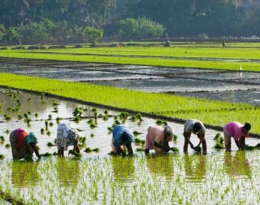 Fortified rice leads to micronutrient status improvements in workforce nutrition study