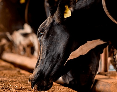 Royal DSM lanza tecnología que perfecciona la productividad de las vacas lecheras y aumenta el rendimiento y la producción de carcasas del ganado vacuno