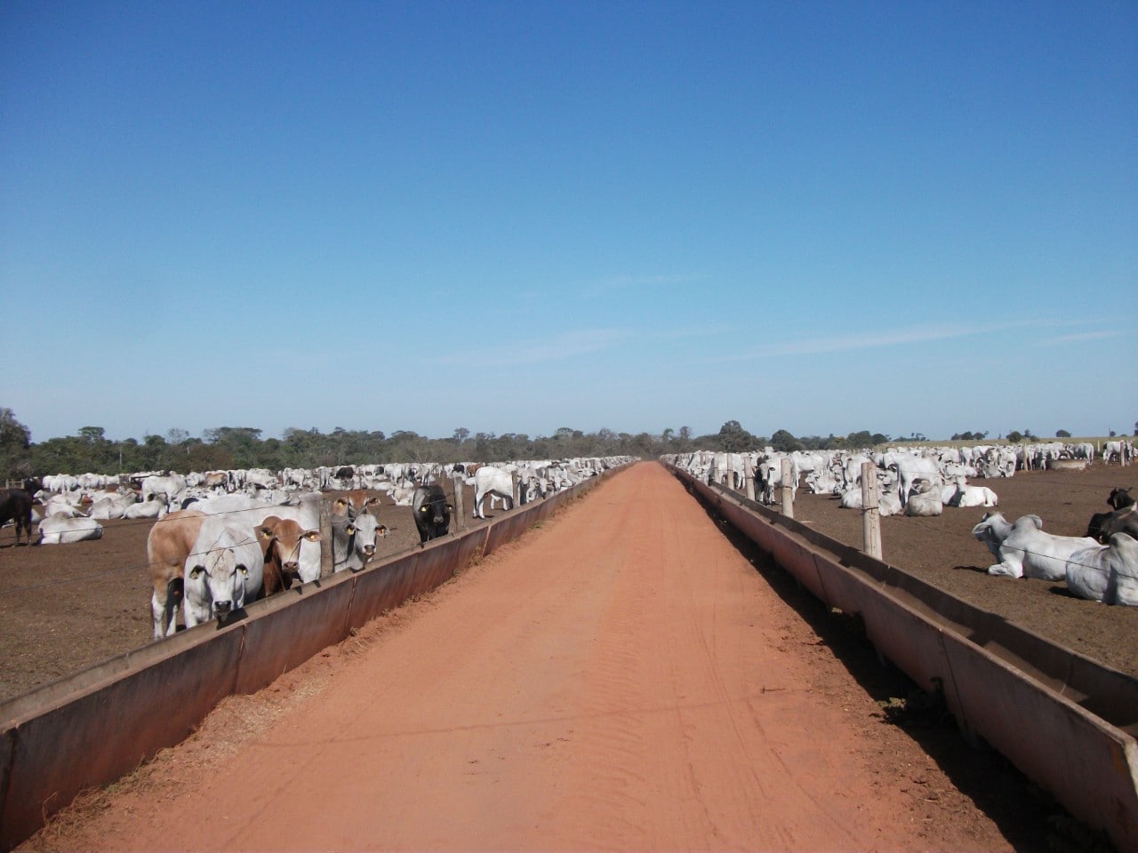 10 novas tendências que você precisa saber sobre confinamento de bovinos de corte