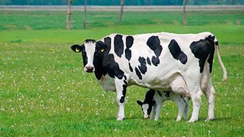 Bem-estar: 3 fatores que impactam a produtividade de vacas leiteiras