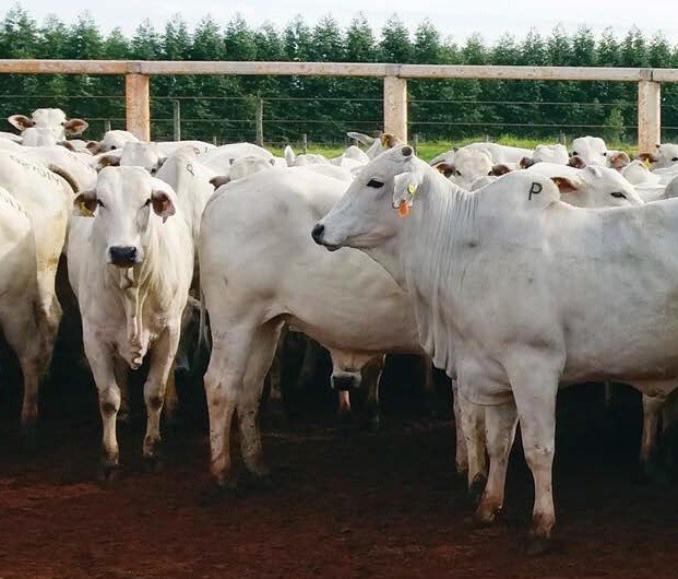 Como aumentar o rendimento de carcaça de bovinos confinados