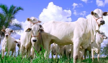 Como avaliar o escore corporal e melhorar a fertilidade de vacas de cria