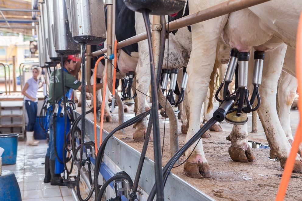 Como ganhar mais dinheiro melhorando a qualidade do leite na sua fazenda