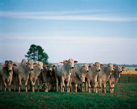 Efeito Poupa Terra: Como intensificar a sua produção com o confinamento de gado de corte