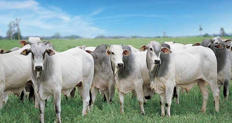 Fazendas conectadas: Soluções tecnológicas que já são realidade em fazendas de gado de leite 