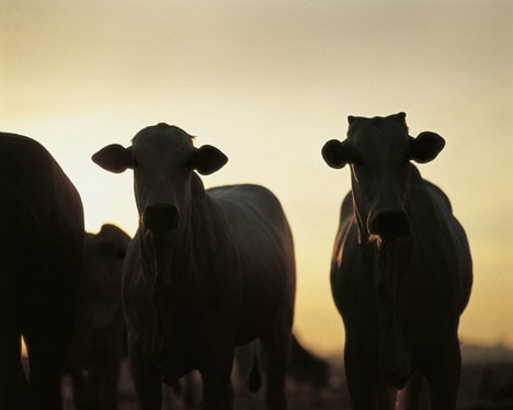 Período de Seca: Conheça os desafios e soluções para o seu gado a pasto