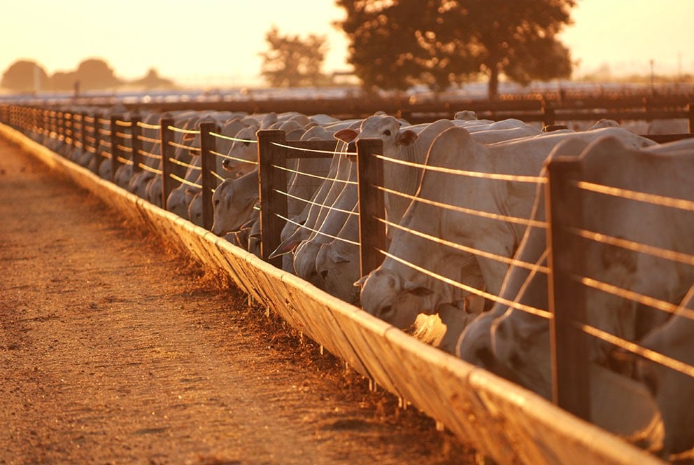Qual o melhor momento para vender o seu gado?