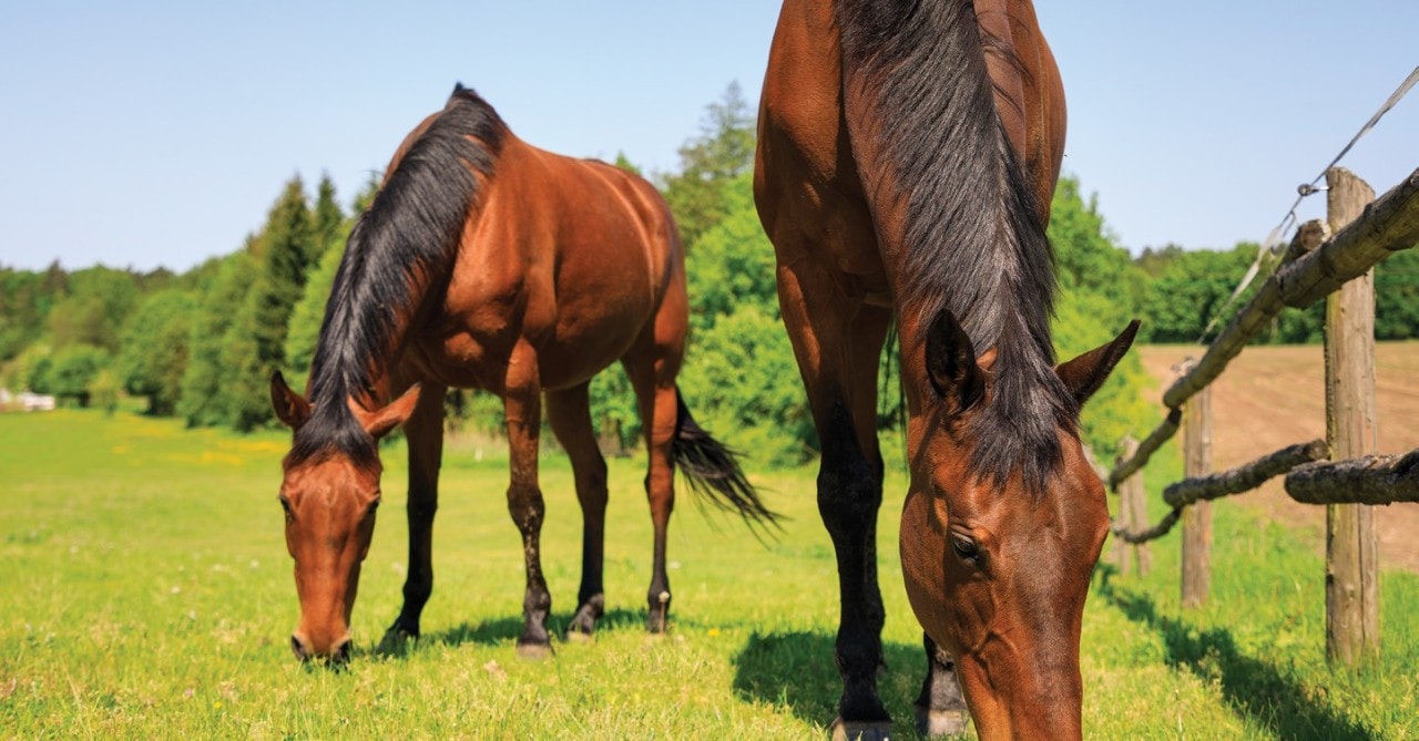 Suplementação mineral e vitamínica para cavalos em exercício físico