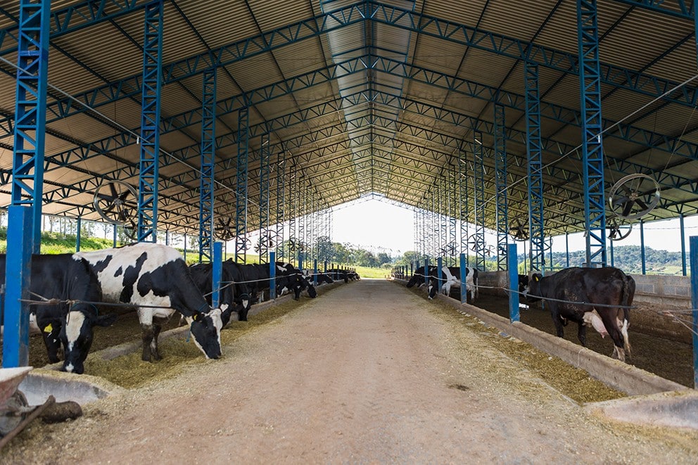 Sustentabilidade e inovação com a compostagem de dejetos de vacas leiteiras