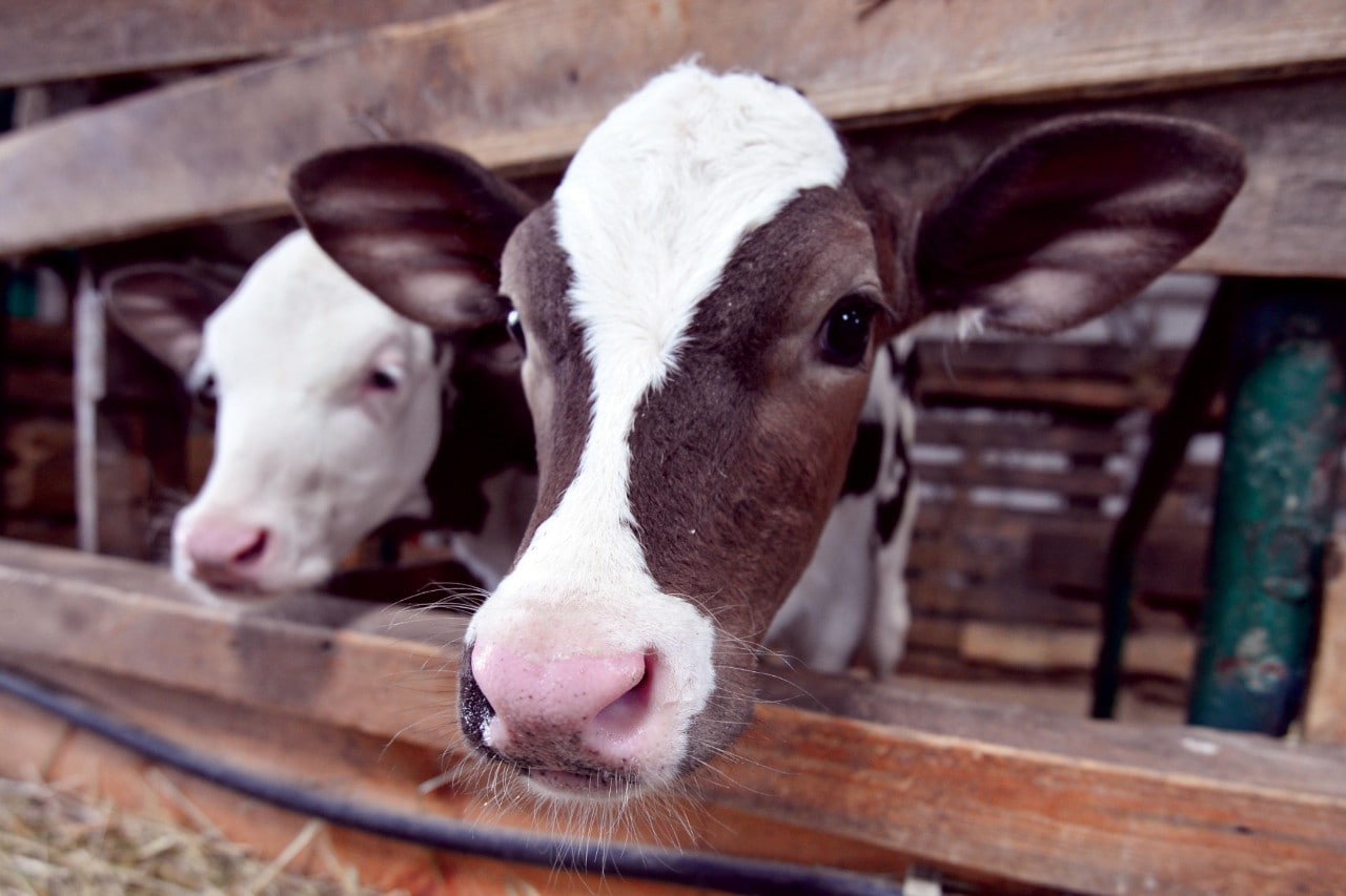 Two cute calves in the barn, Ukraine