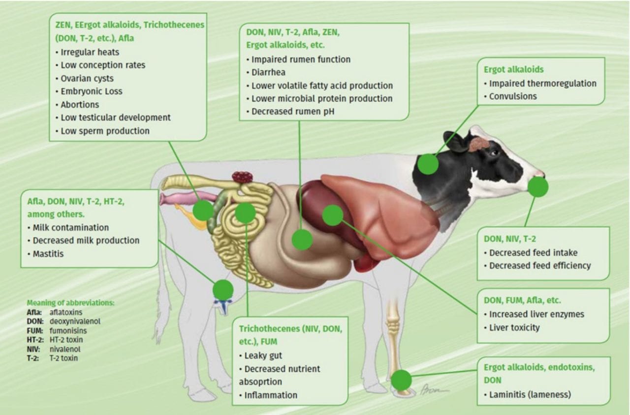 Principais impactos das micotoxinas em diferentes áreas da saúde das vacas