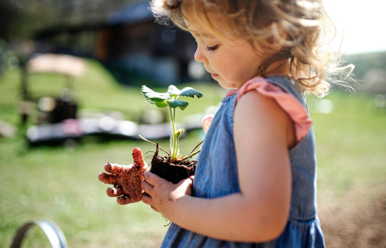 Small girl with dirty hands outdoors in garden, sustainable lifestyle concept.