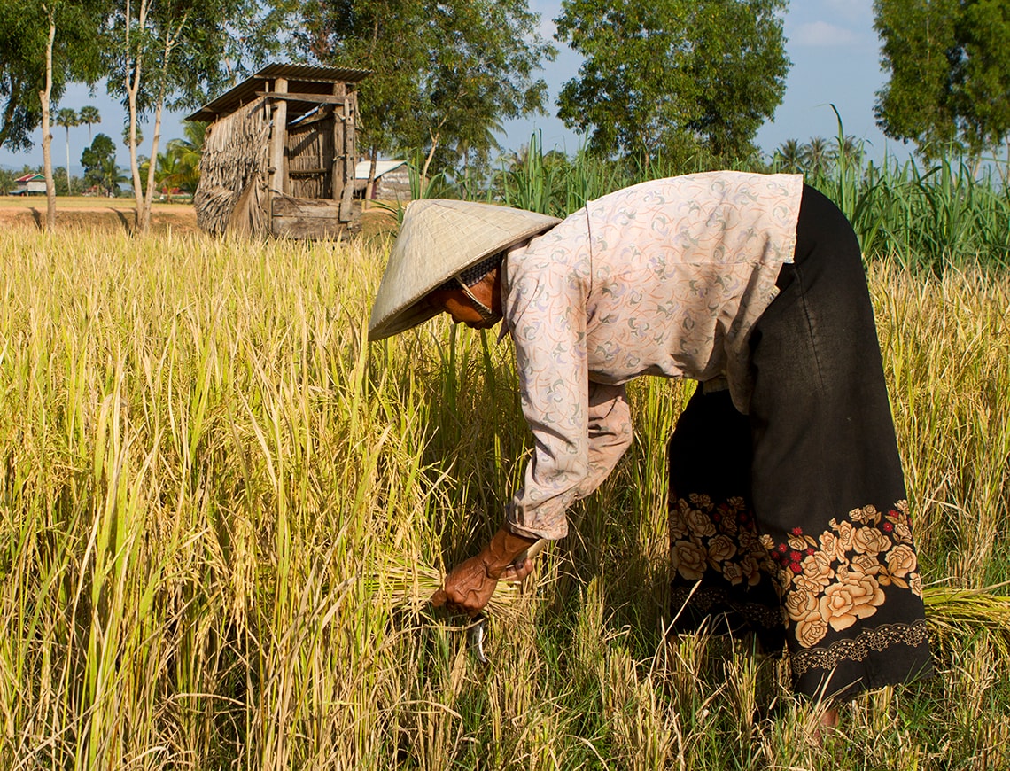 A manual worker is harvesting the seasonal rice paddy (Cambodia).RICE LIGHTBOX BELOW
