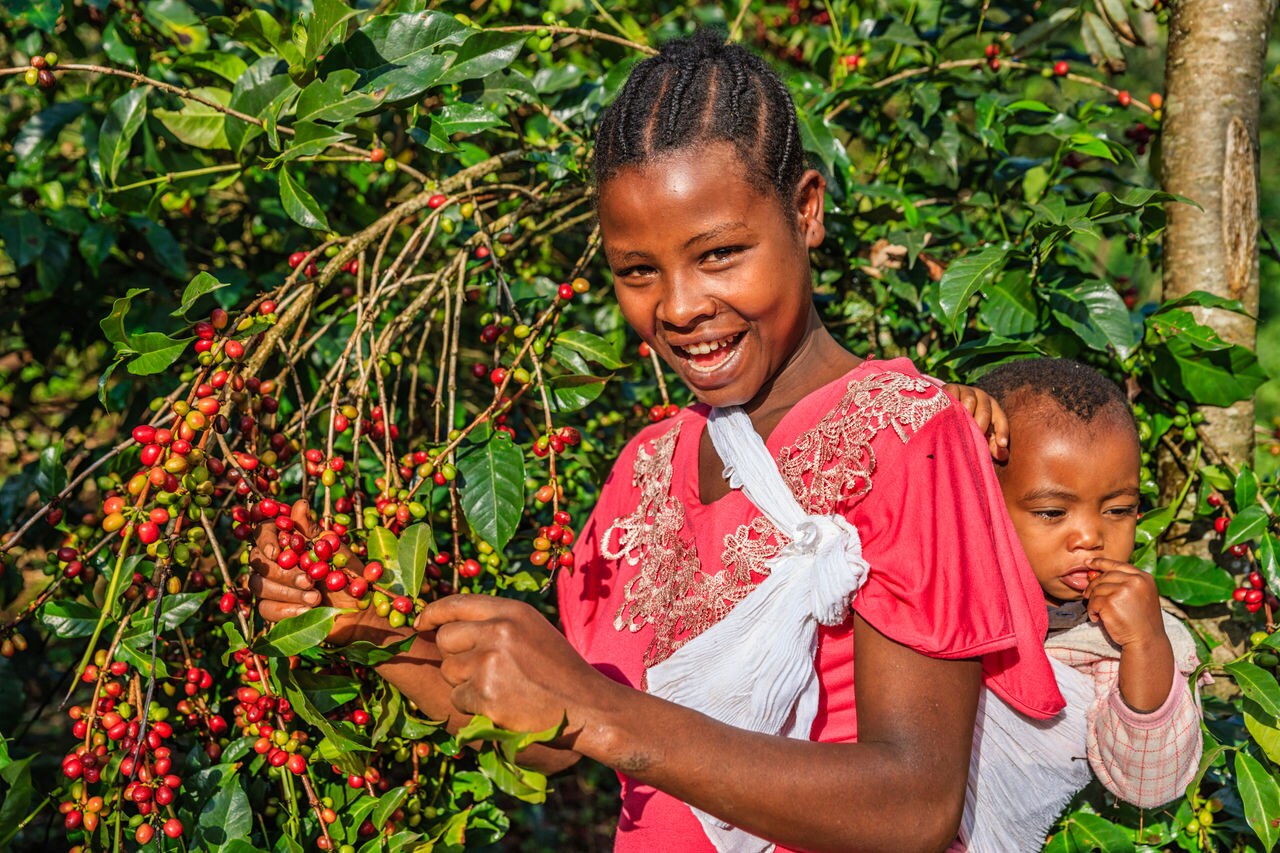 Young African woman collecting coffee berries from a coffee plant and carrying her little baby on back, Ethiopia, Africa. There are several species of Coffea - the coffee plant. The finest quality of Coffea being Arabica, which originated in the highlands of Ethiopia. Arabica represents almost 60% of the worldâ  s coffee production..