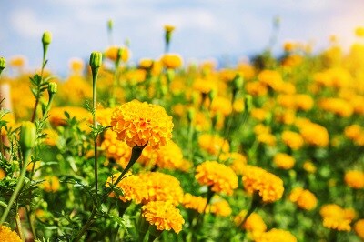 Marigold garden in the daytime at sky.