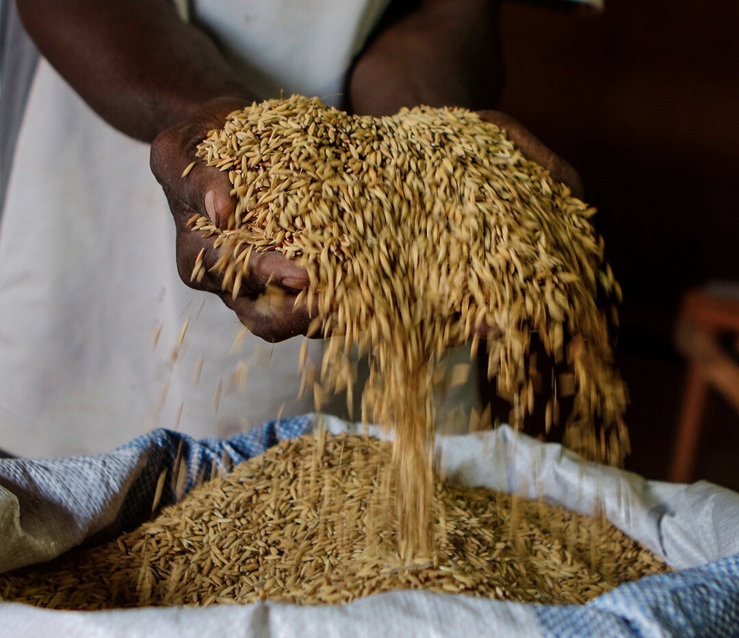 Rice produced in villages in Mali and ready to be exported to European countries and African capitals