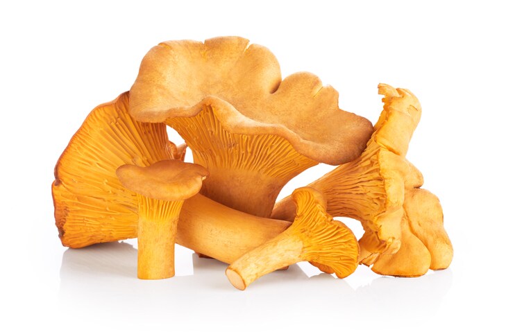 Chanterelle mushrooms isolated on a white background. Close up.