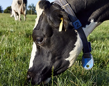 DSM introduceert Bovaer®, het veevoeradditief waarmee boeren consequent de methaanuitstoot van koeien met ~30% kunnen verlagen