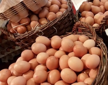 Discover DSM’s guide to improved egg quality