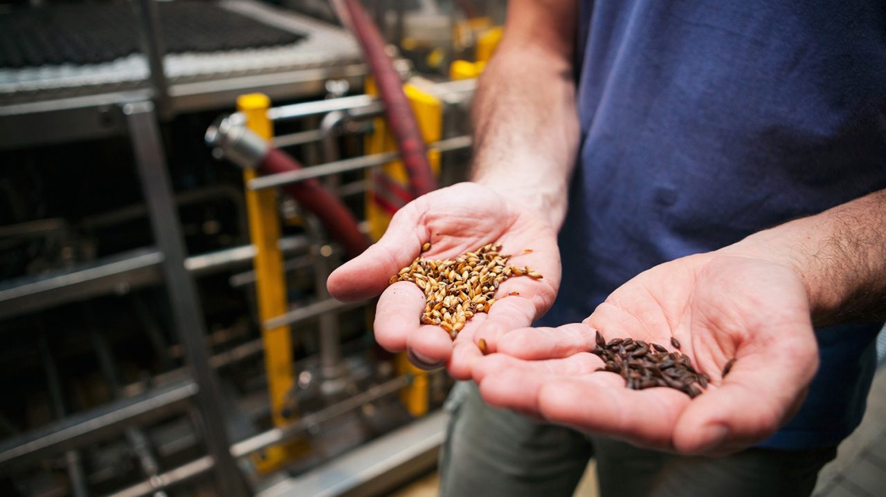 Beer: Holding Two Different Roasted Grains