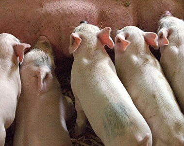 The factors of choice of organic acids in piglet diets