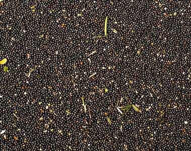 Foto de granos de color negro.