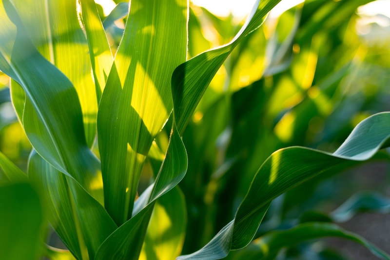 Green Corn Leaf Background.