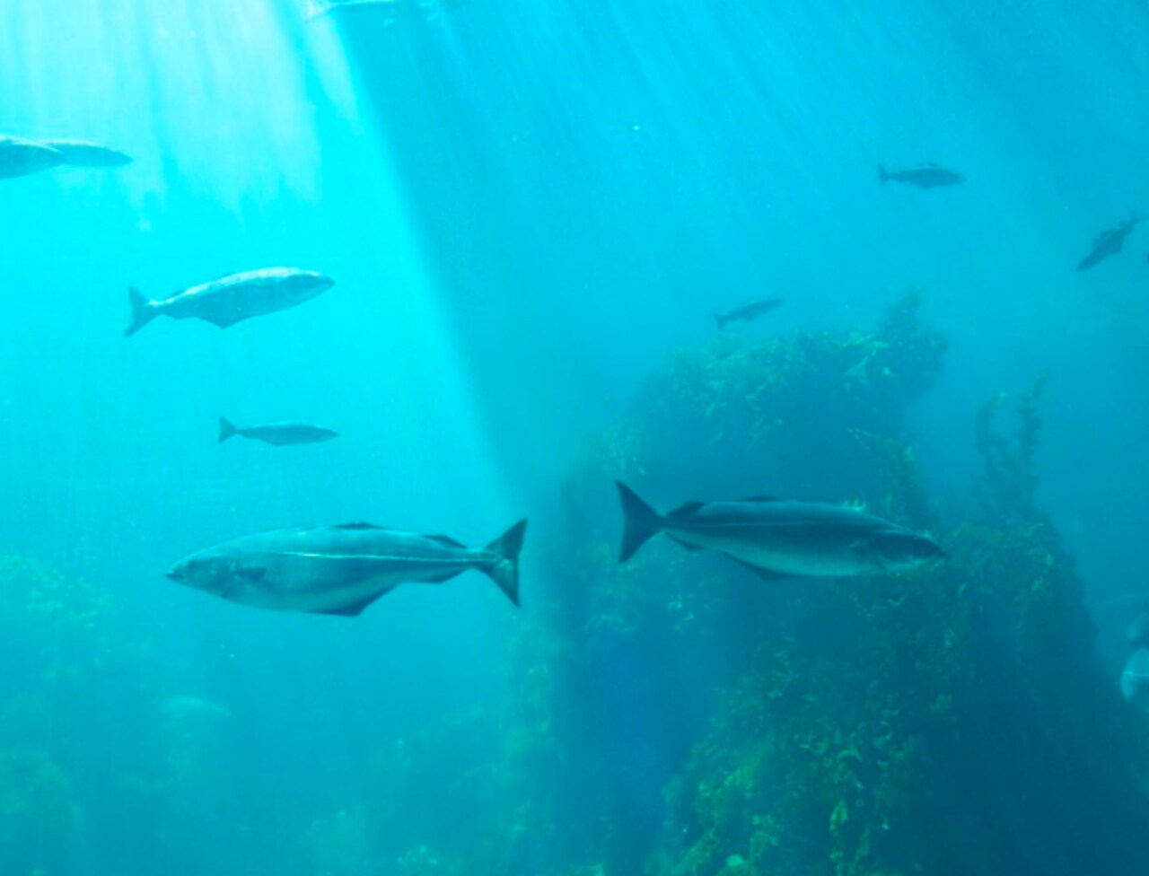 Foto del fondo marino, con varios peces alrededor de un coral.