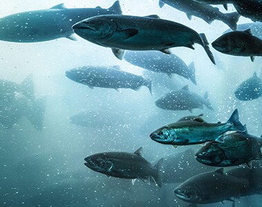 Foto del fondo marino con varios peces.