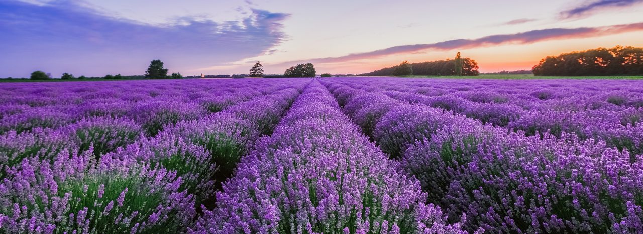 Sunrise and dramatic clouds over Lavender Field